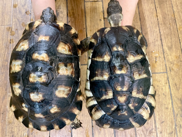 オオフチゾリリクガメ