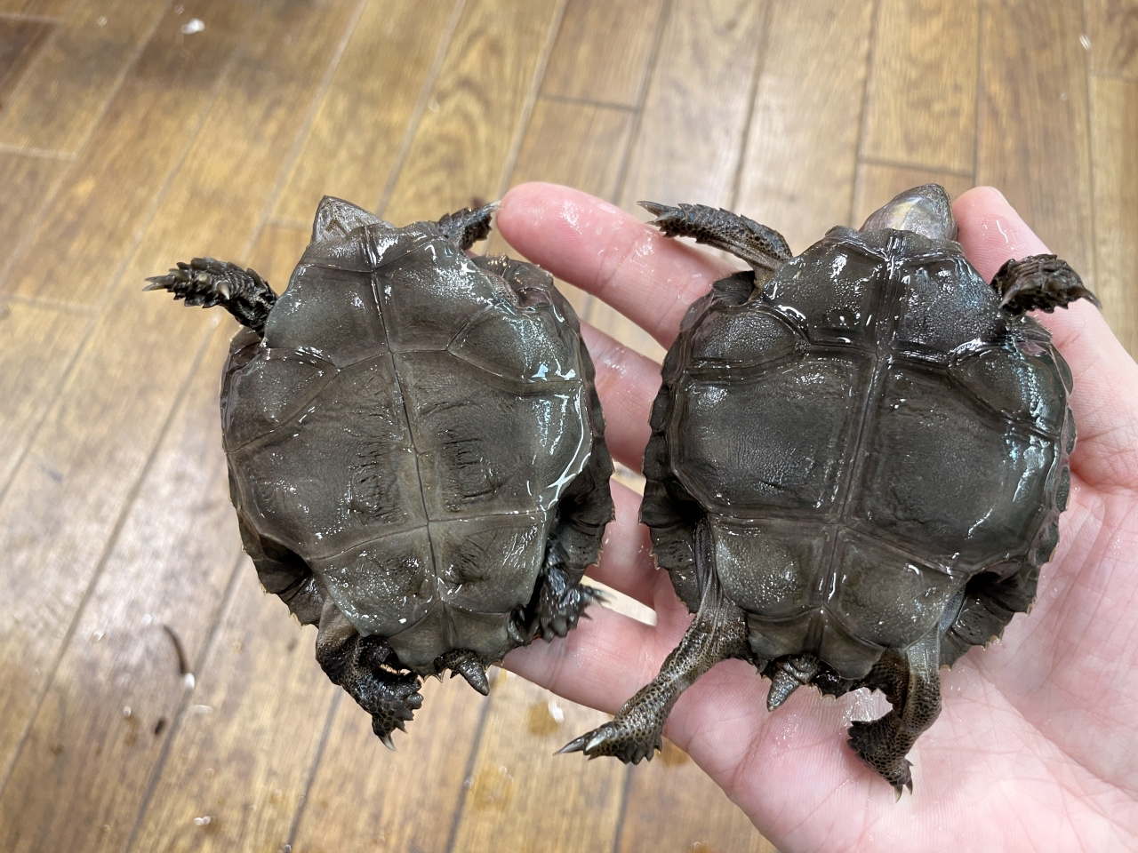 スマトラムツアシガメ(3)