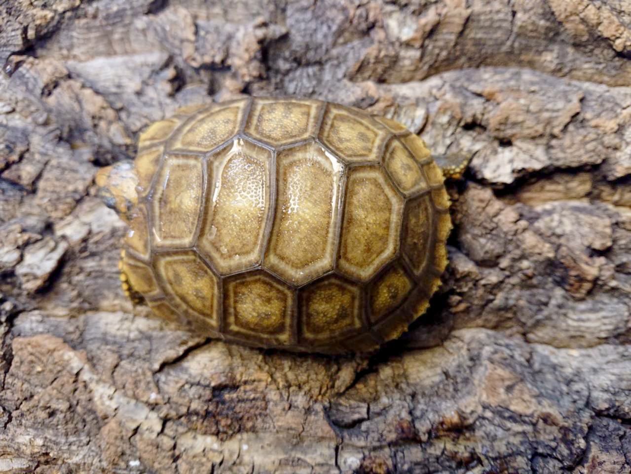 キアシリクガメ(2)