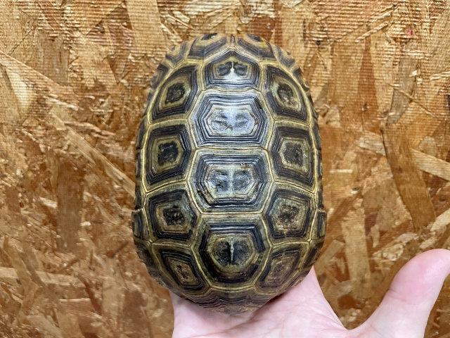 スピークセオレガメ