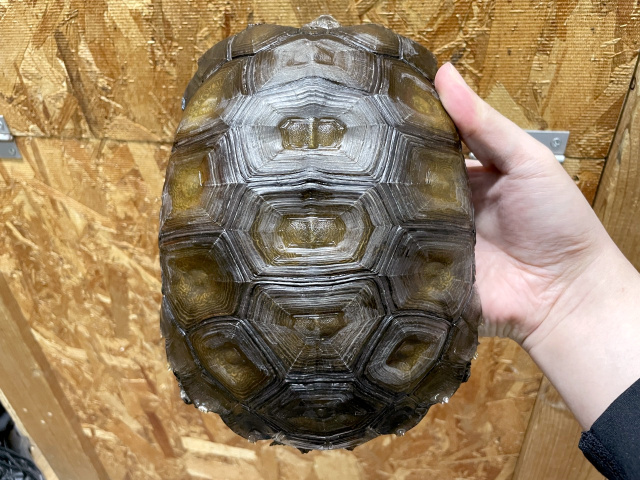 ビルマムツアシガメ