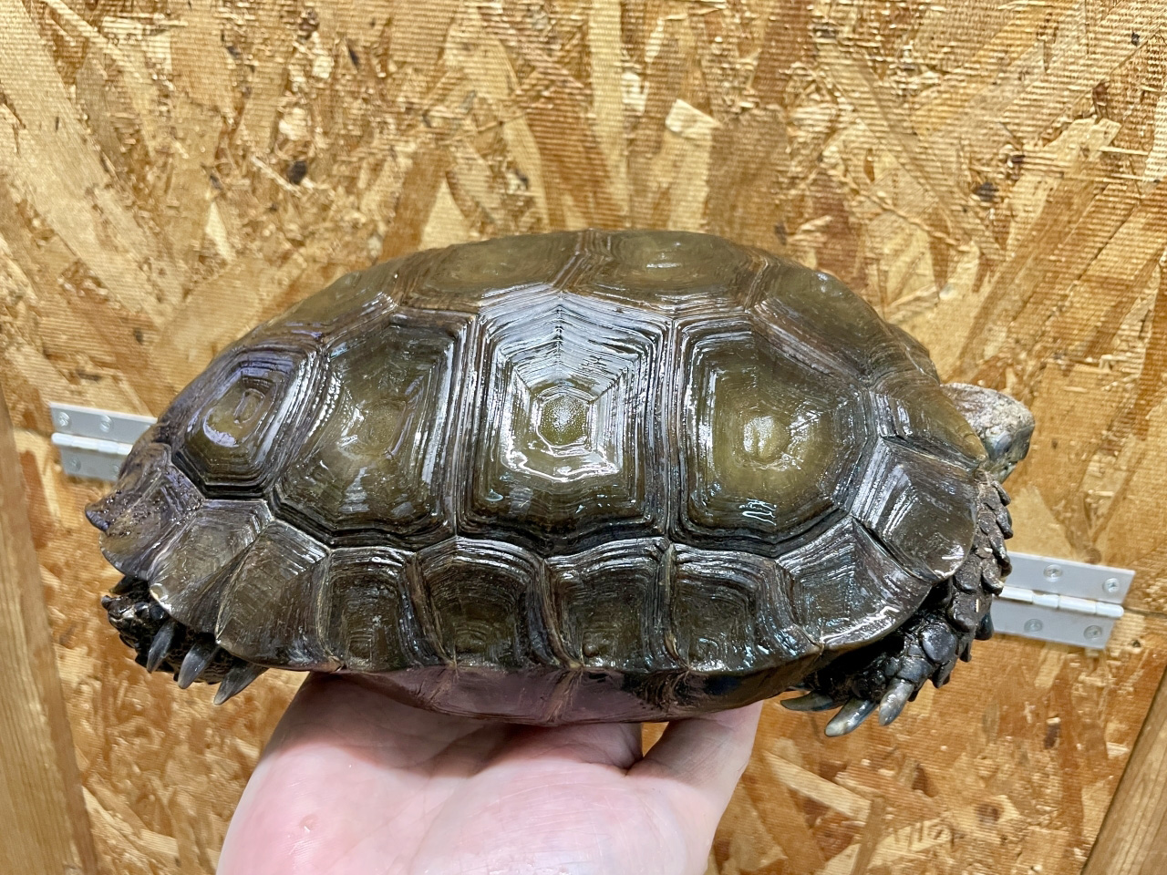 ビルマムツアシガメ(9)