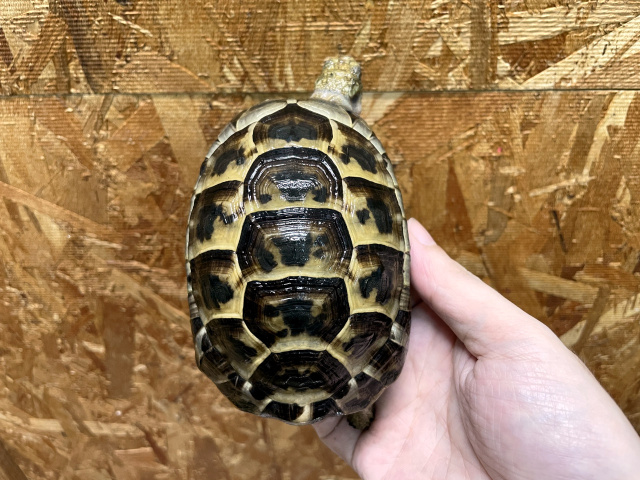 りくがめ 国際希少種のヒラオリクガメ(Pyxis planicauda)のペアは昨年6月