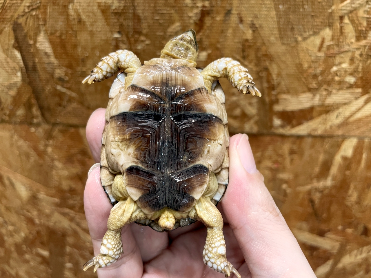 オウムヒラセリクガメ(5)
