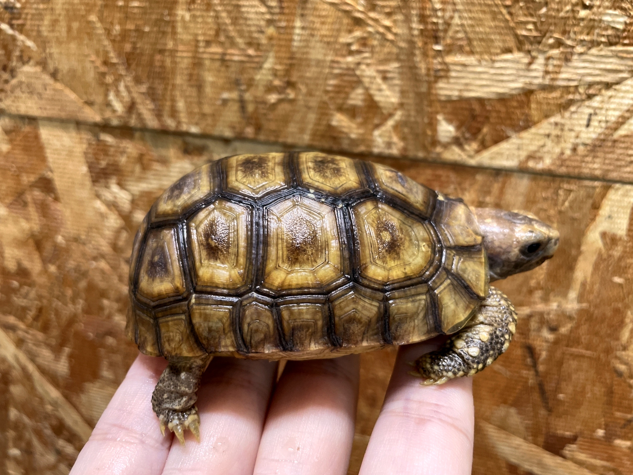 ニシベルセオレガメ(10)