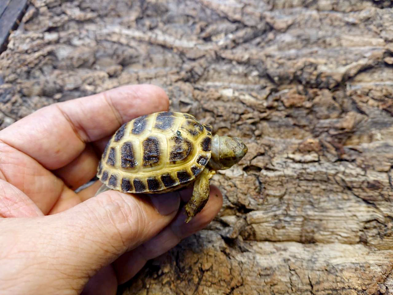 ロシアリクガメ(7)