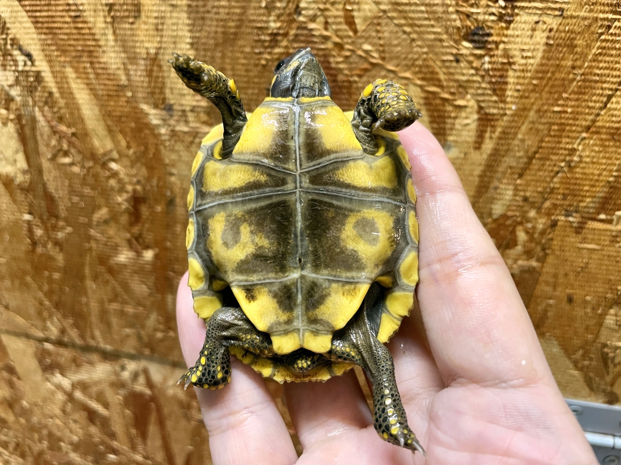 キアシリクガメ(8)