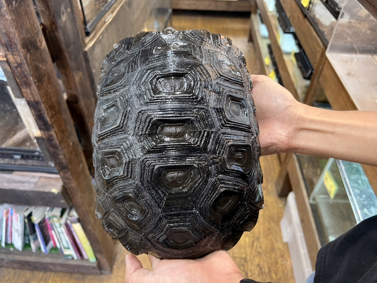 ビルマムツアシガメ(6)