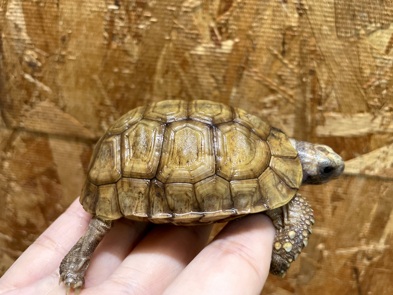 ニシベルセオレガメ(6)