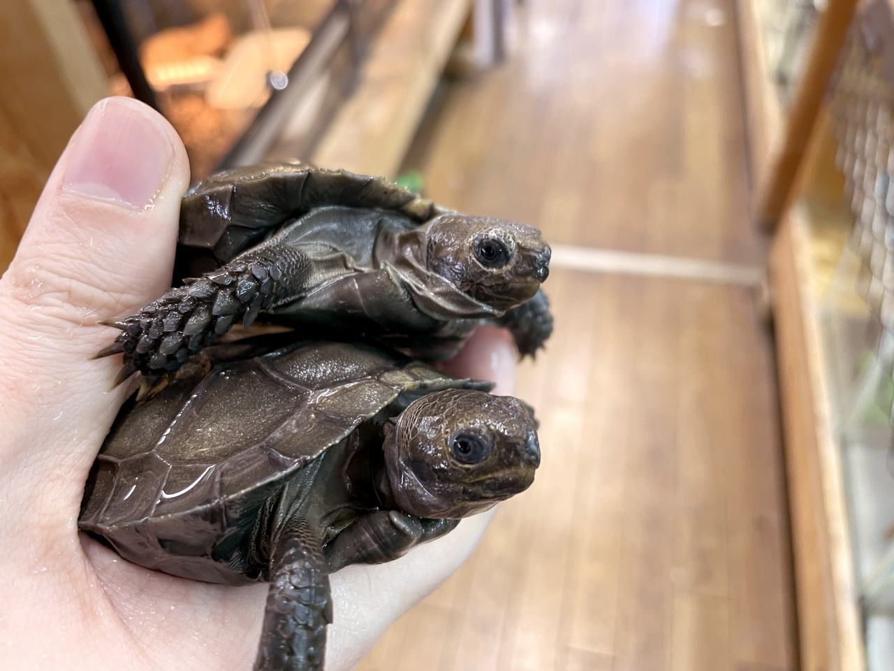 スマトラムツアシガメ(2)