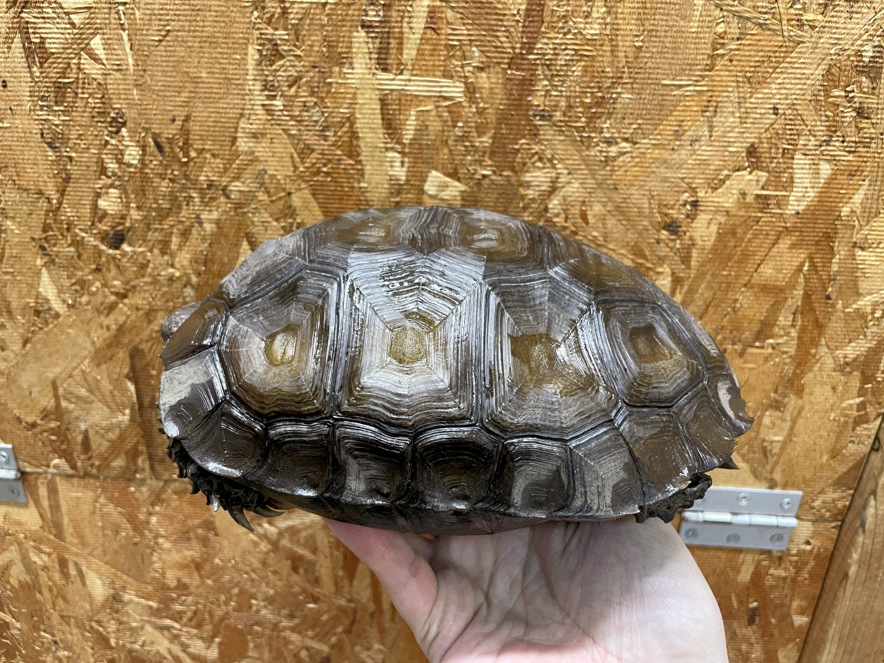 ビルマムツアシガメ(4)