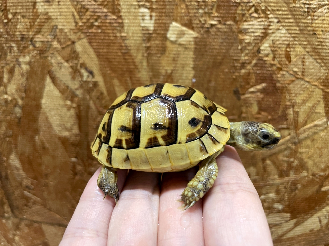 イベラギリシャリクガメ(6)