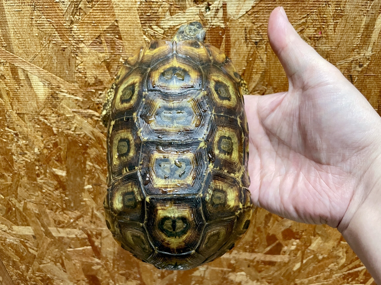 スピークセオレガメ(9)