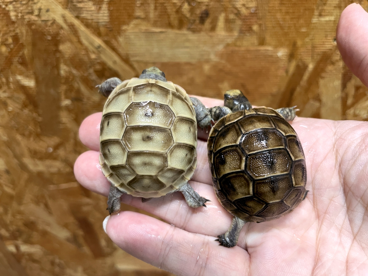 イベラギリシャリクガメ(9)