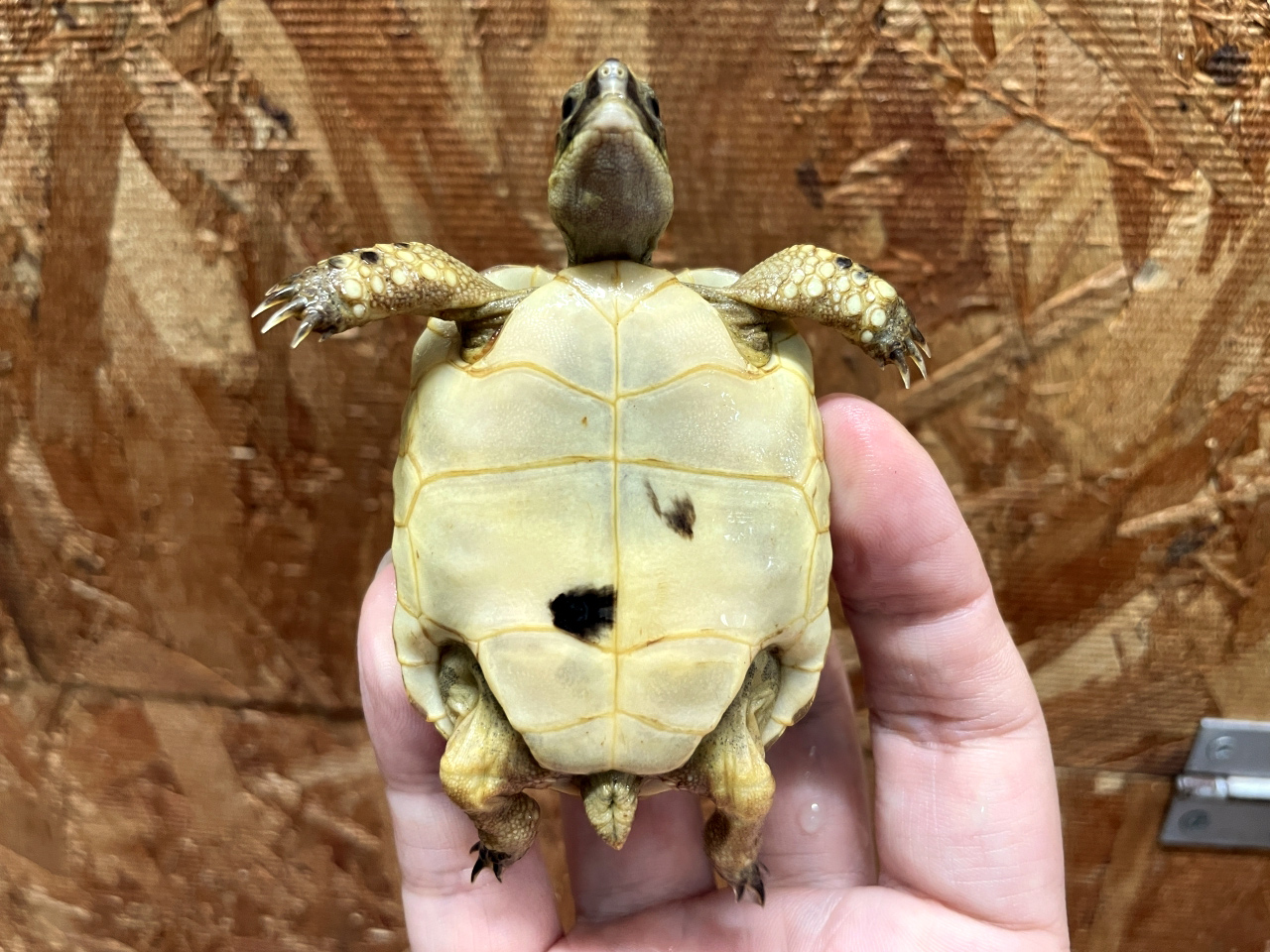 イベラギリシャリクガメ(8)