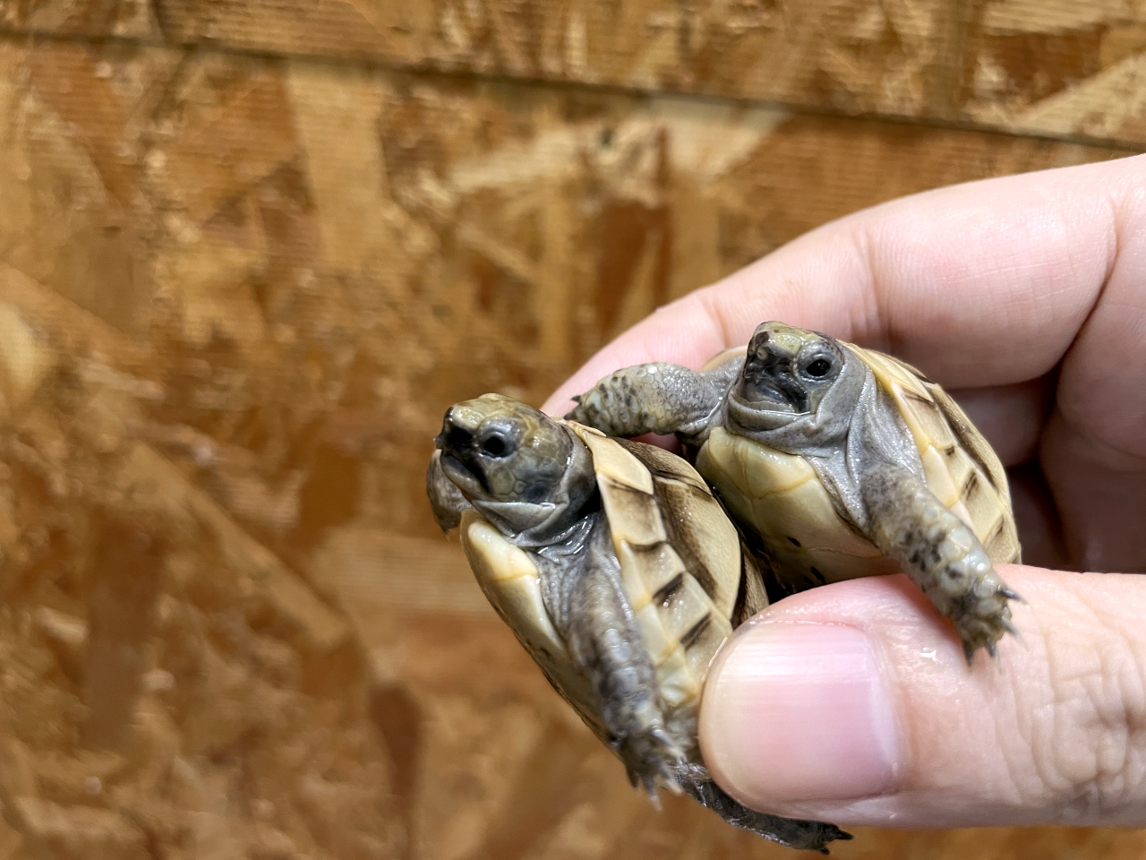 イベラギリシャリクガメ(10)