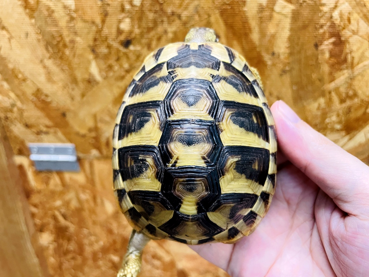 ヒガシヘルマンリクガメ(5)