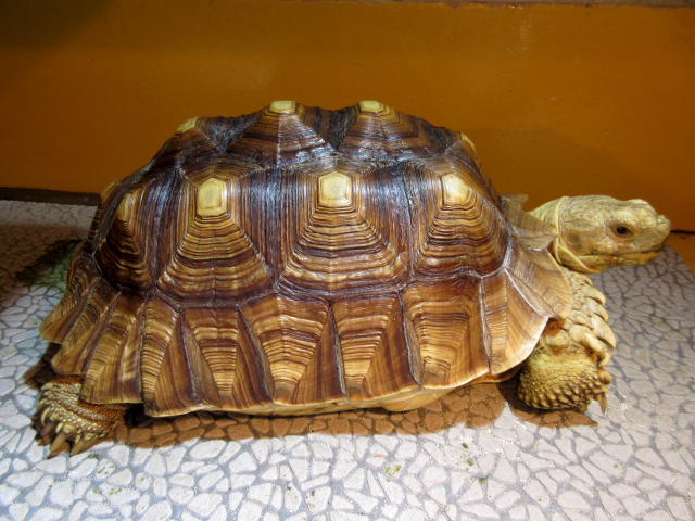 ケヅメリクガメ(7)