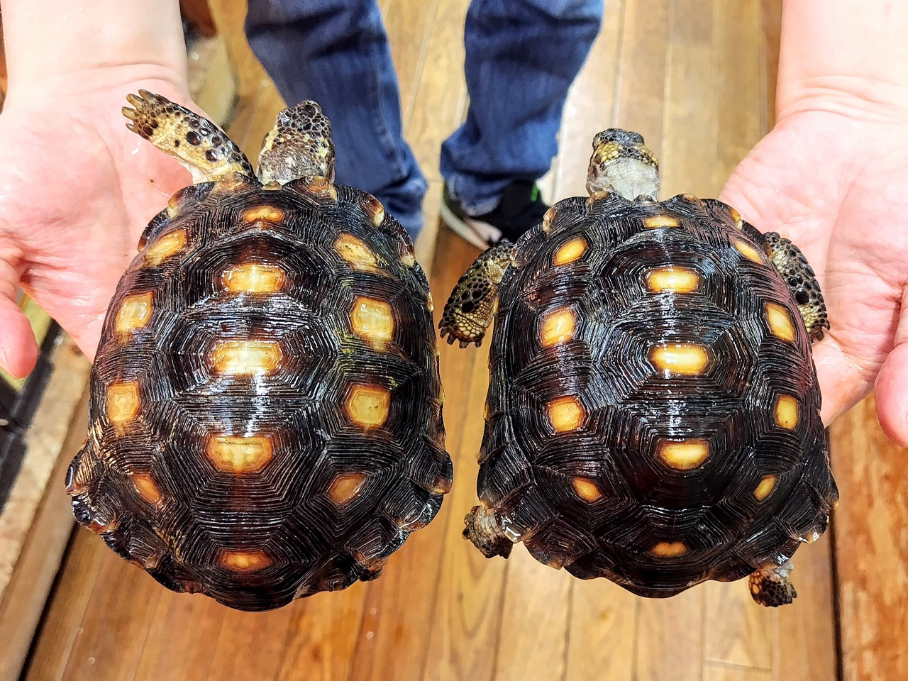 テキサスゴファーガメ(2)