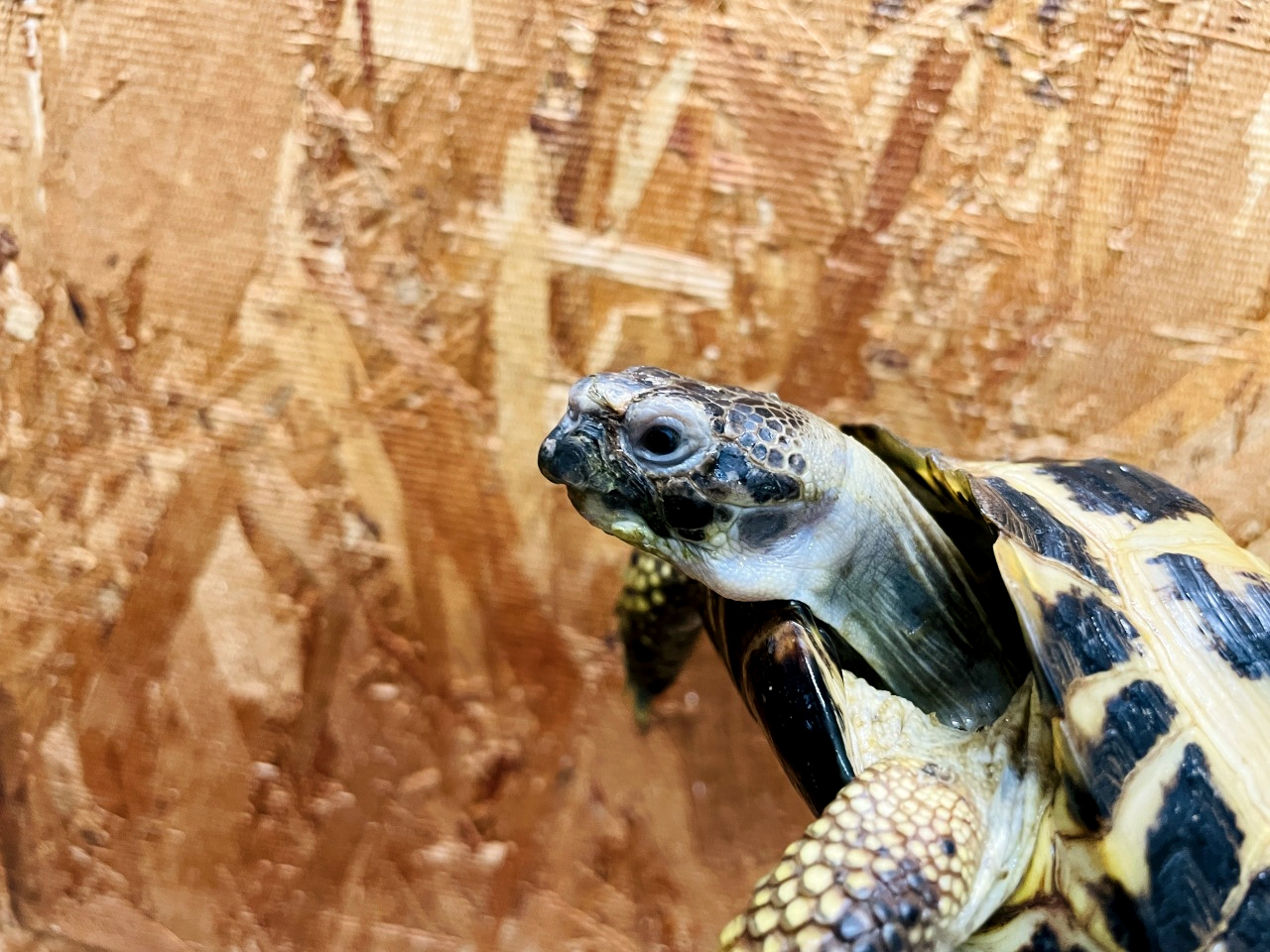 ロシアリクガメ(3)