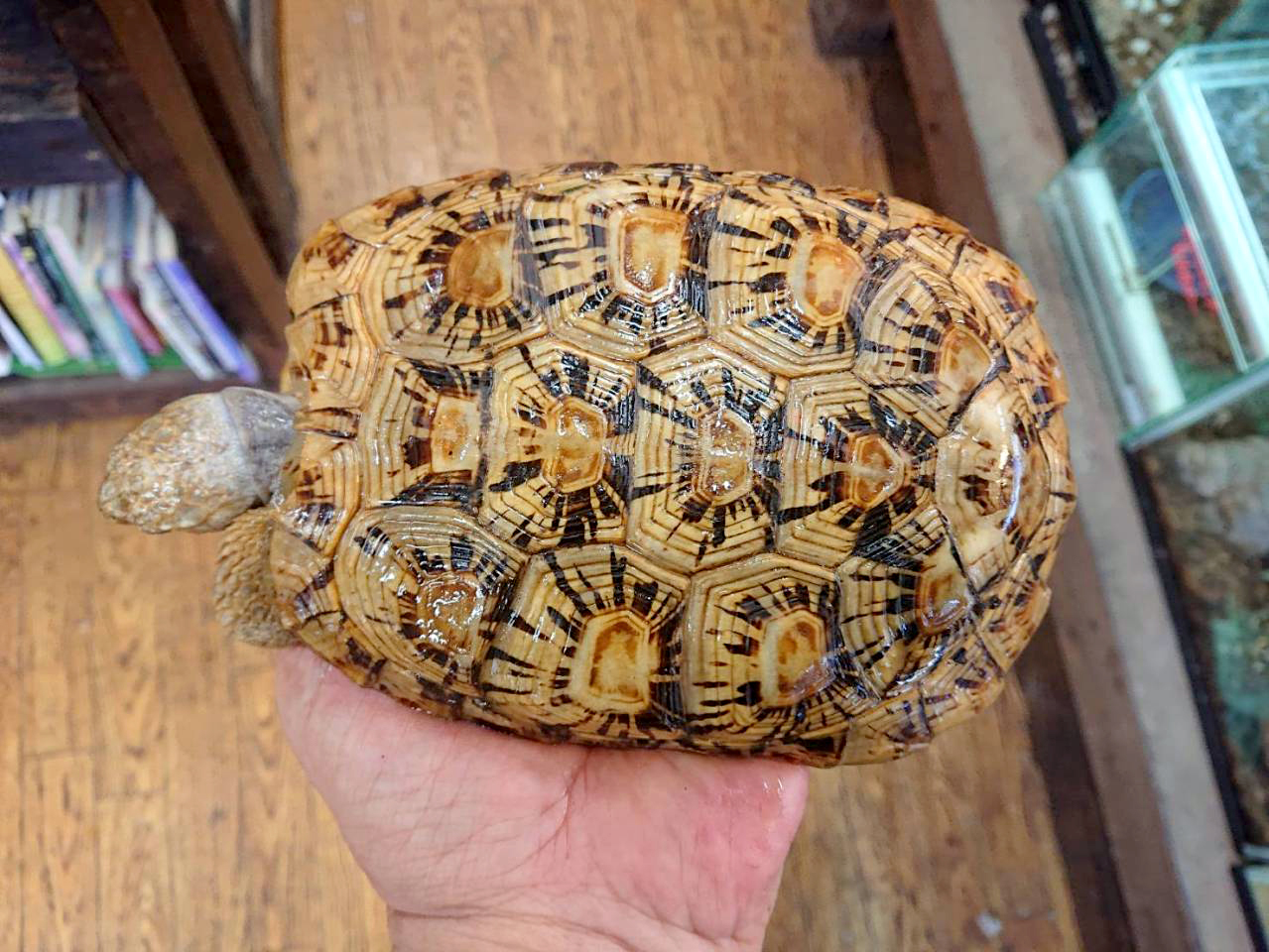 パンケーキリクガメ(5)