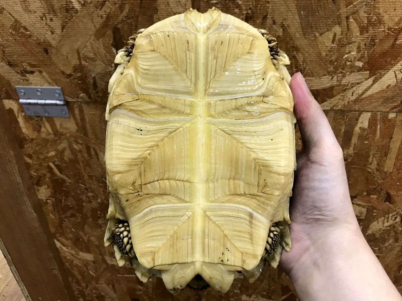 ケヅメリクガメ(4)