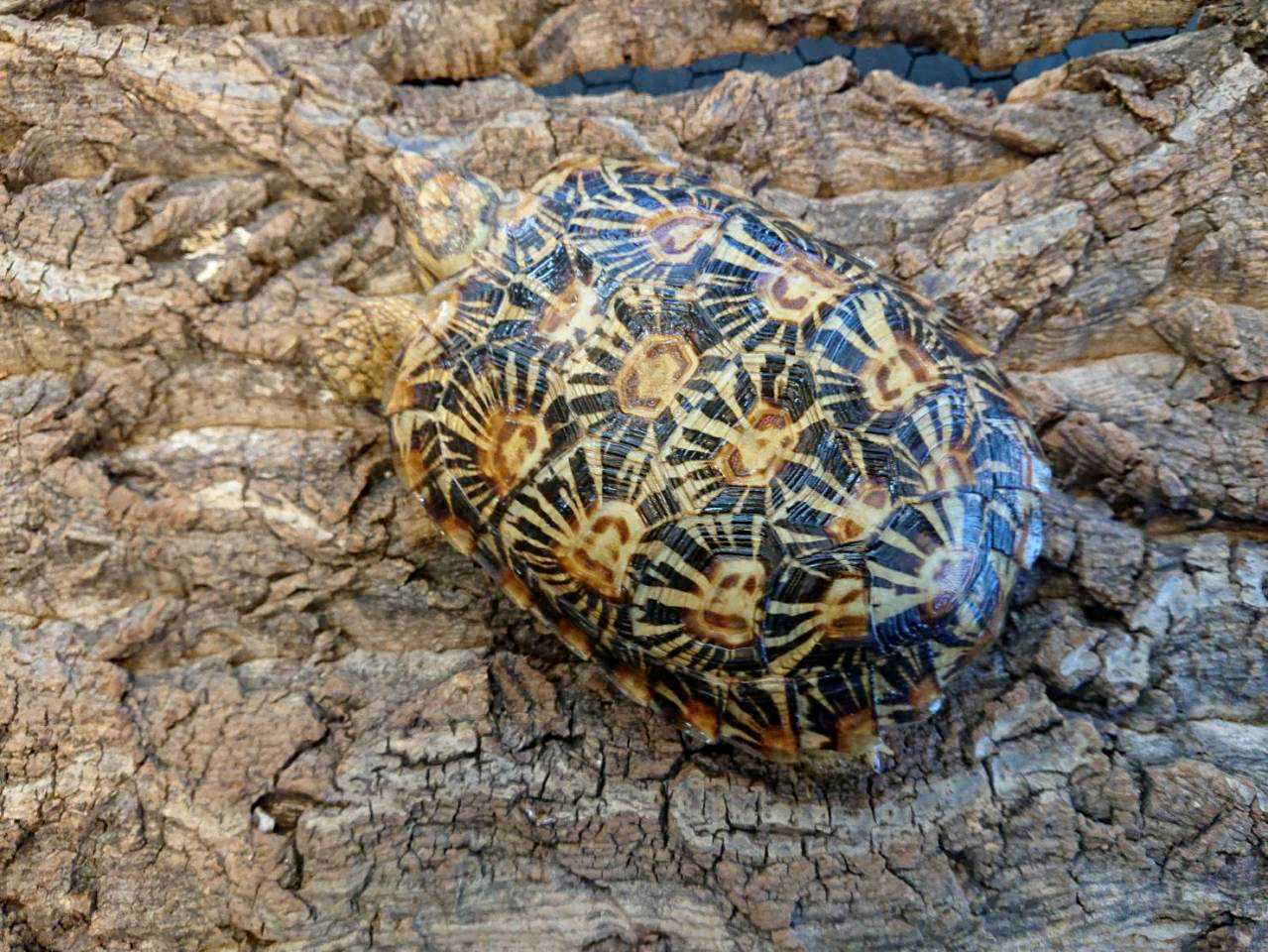 パンケーキリクガメ(7)