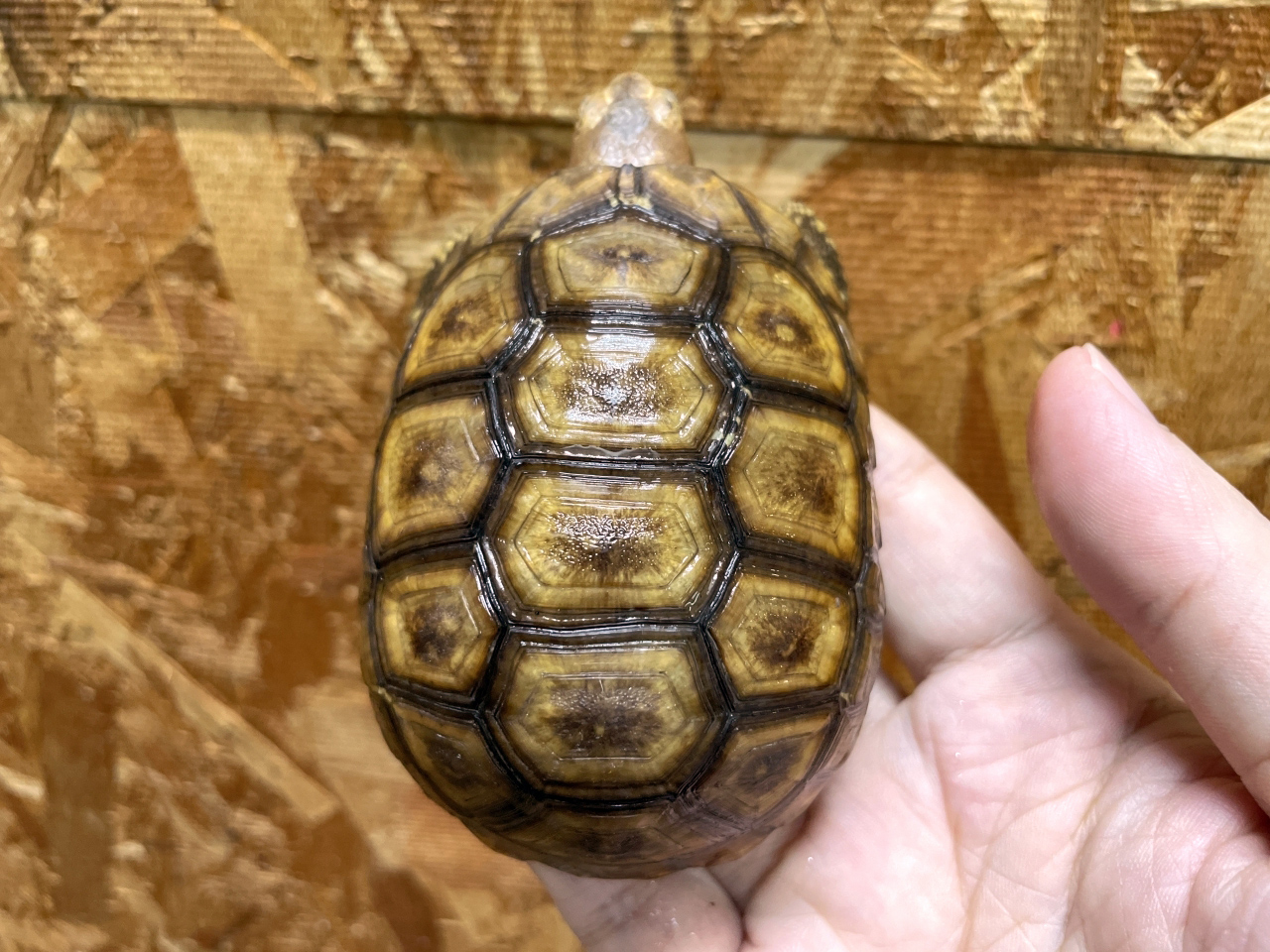 ニシベルセオレガメ(9)