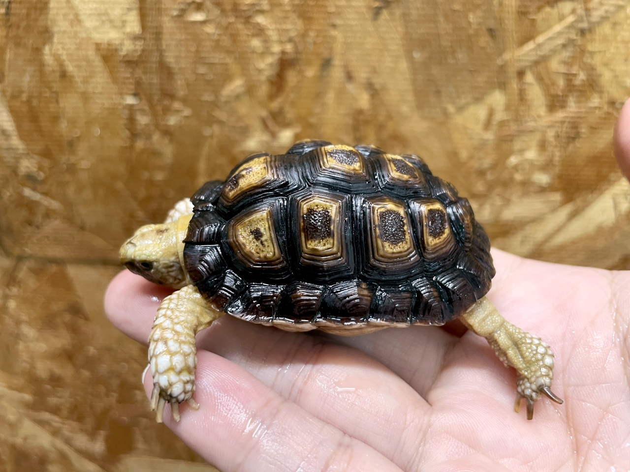 オウムヒラセリクガメ(2)