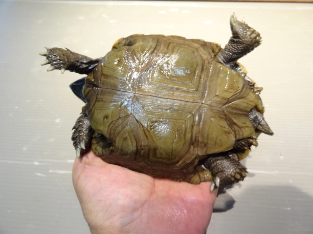 スマトラムツアシガメ(7)