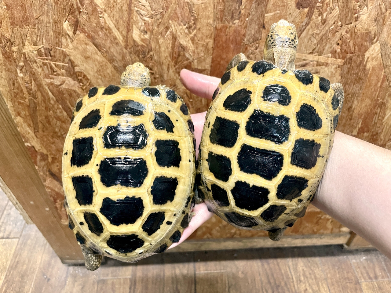 セレベスリクガメ(7)