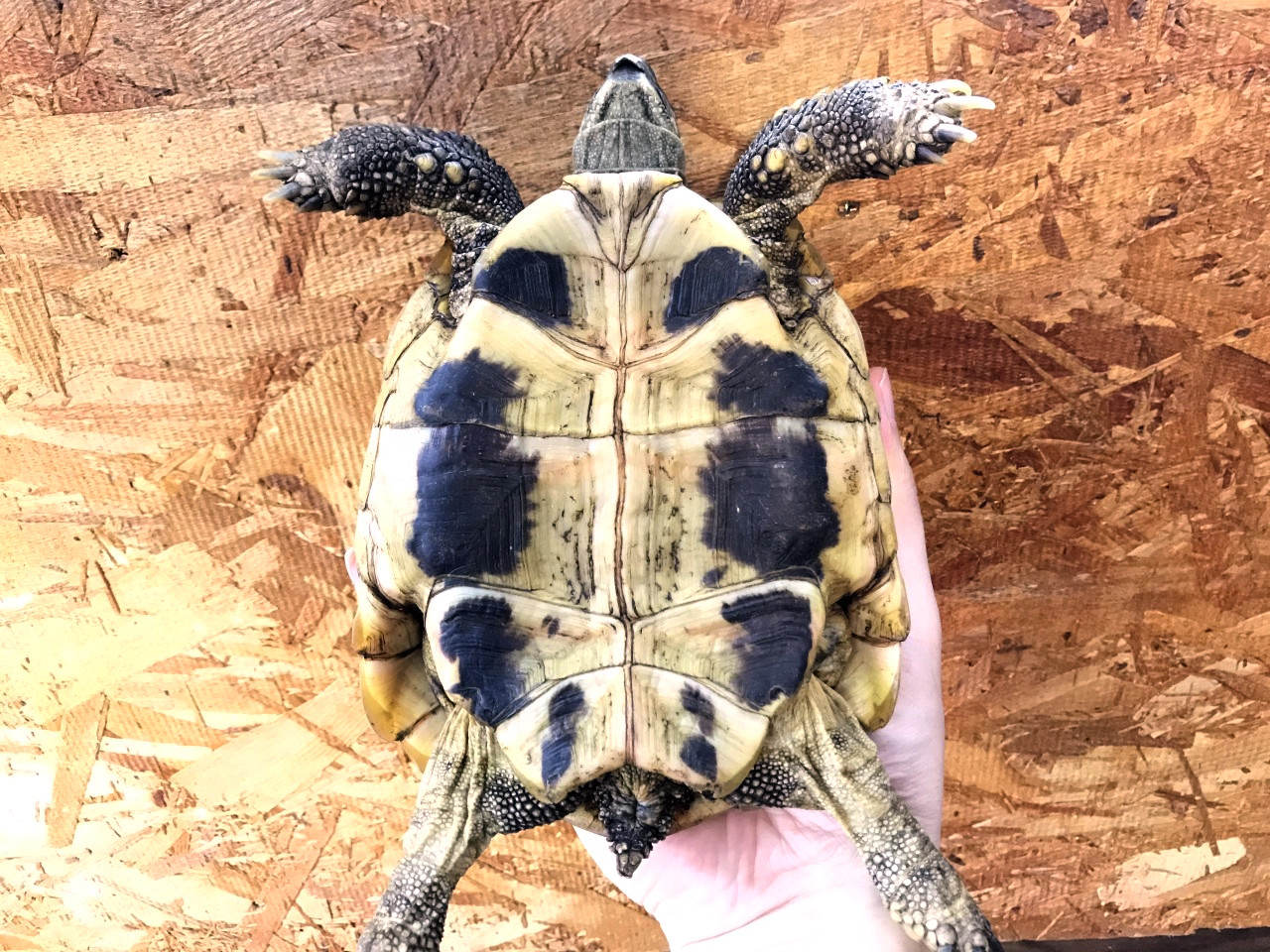 ヒガシヘルマンリクガメ(4)