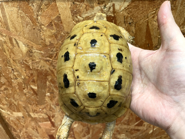 アラブギリシャリクガメ