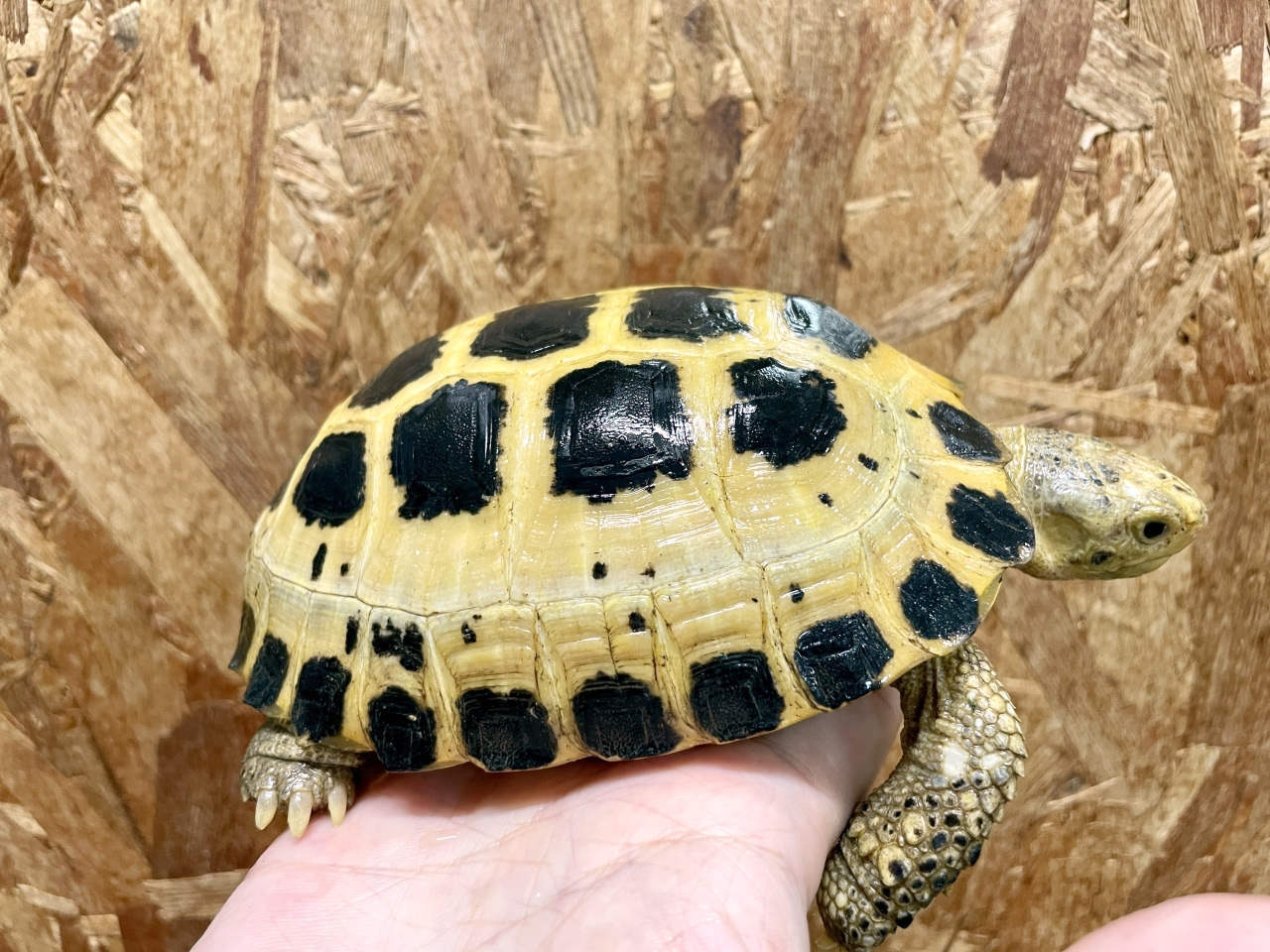 セレベスリクガメ(5)
