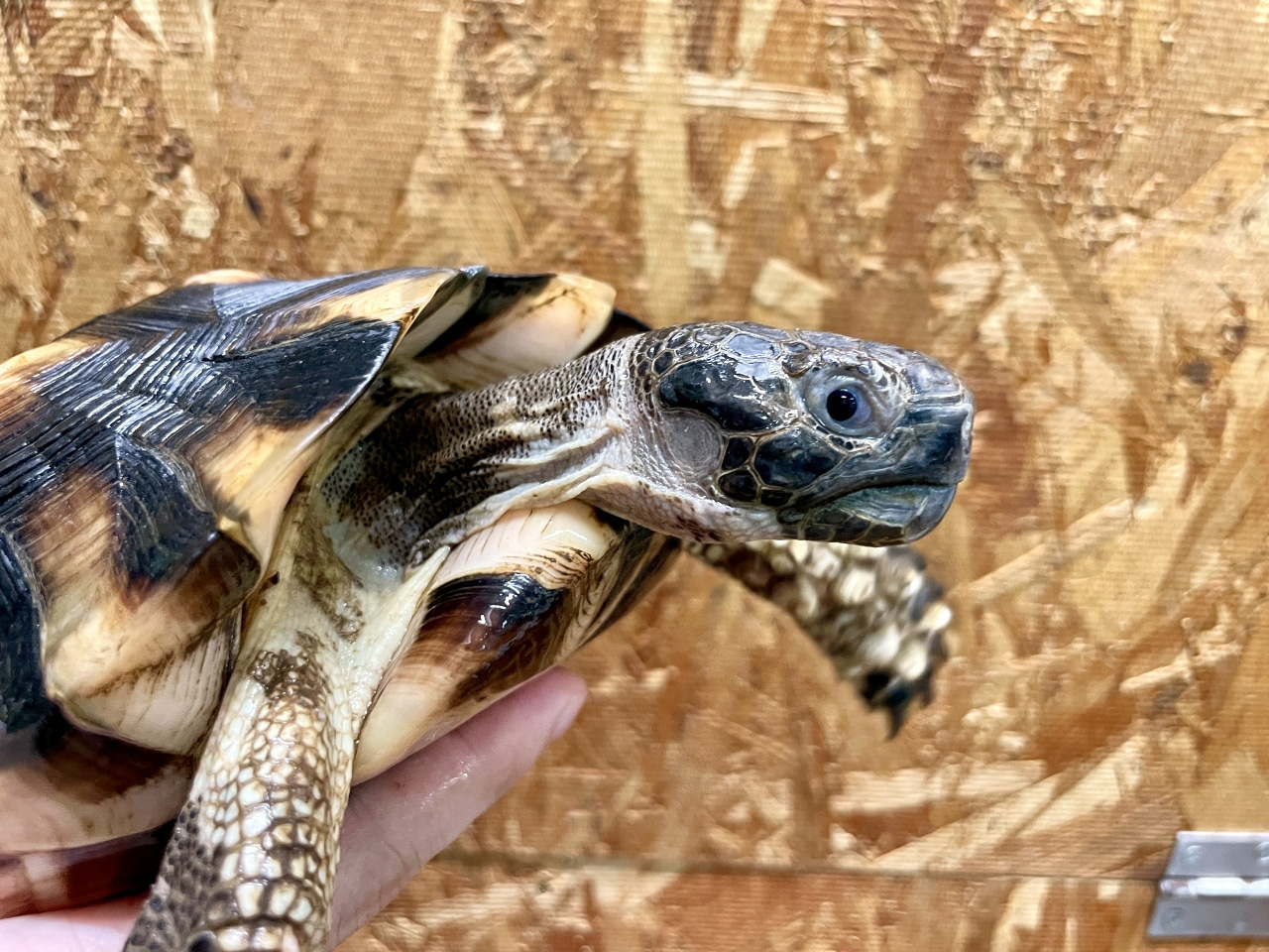 オオフチゾリリクガメ(5)