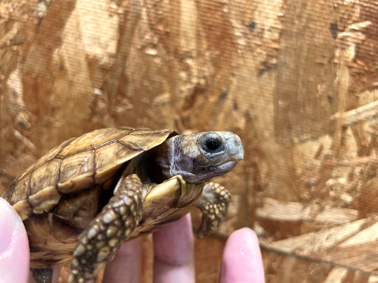 ニシベルセオレガメ(7)