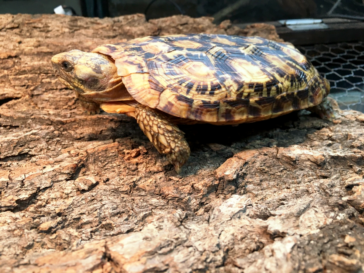 パンケーキリクガメ(3)