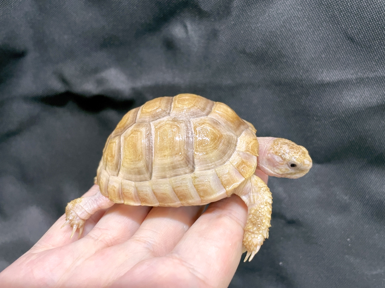 オオフチゾリリクガメ(12)