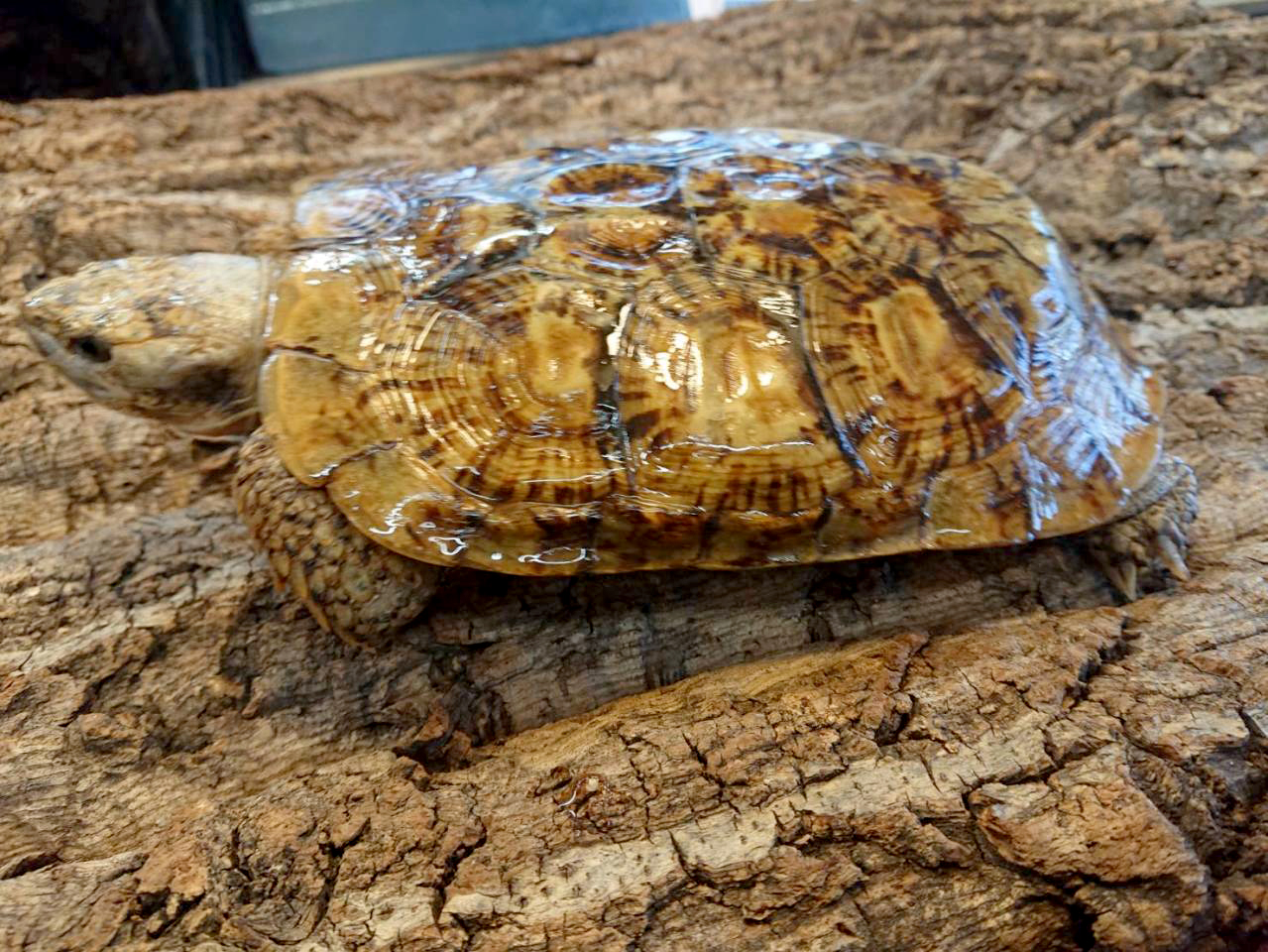 パンケーキリクガメ(10)