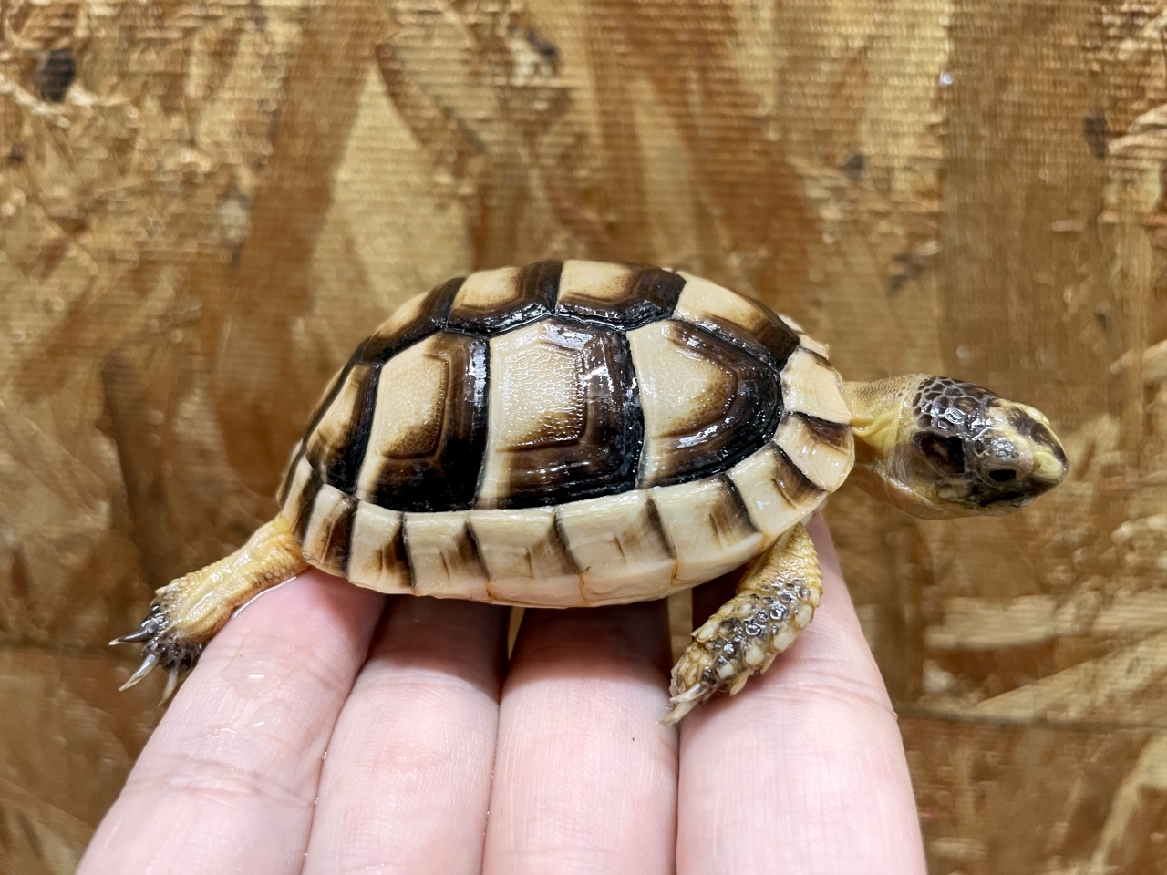 オオフチゾリリクガメ(8)