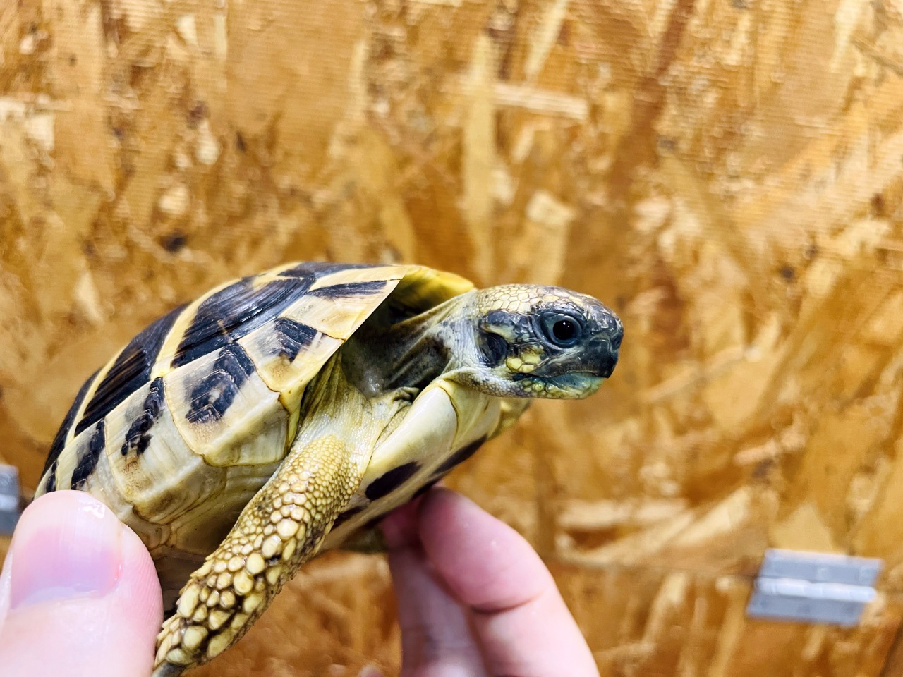 ヒガシヘルマンリクガメ(7)