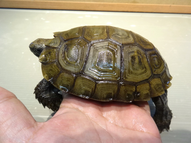 スマトラムツアシガメ(9)