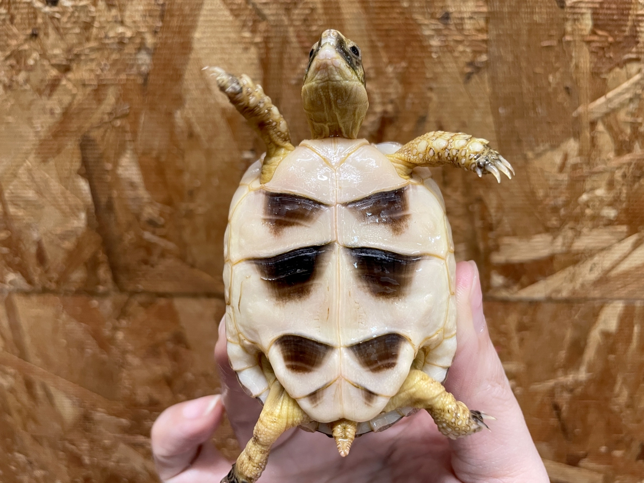 オオフチゾリリクガメ(10)