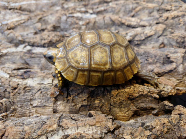 キアシリクガメ