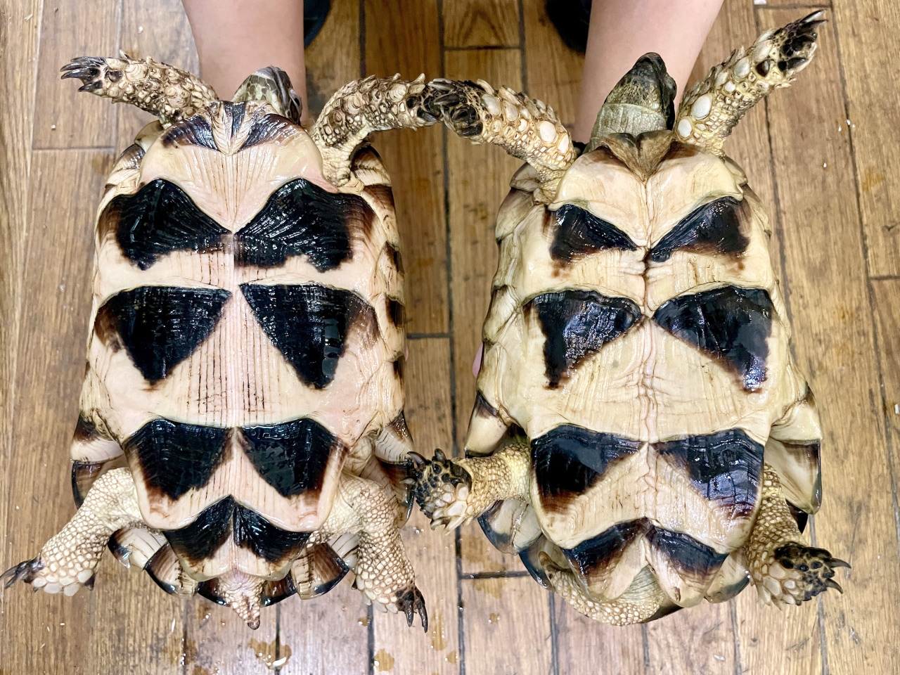 オオフチゾリリクガメ(6)