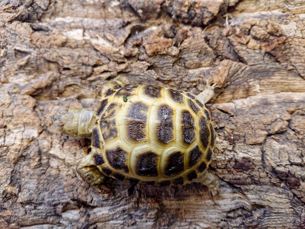 ロシアリクガメ(5)