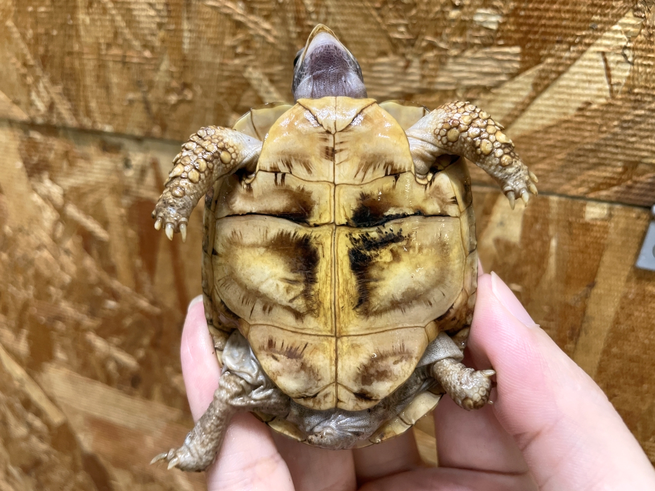 ニシベルセオレガメ(4)