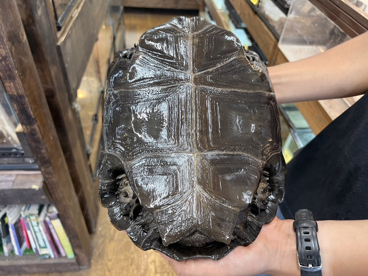 ビルマムツアシガメ(7)