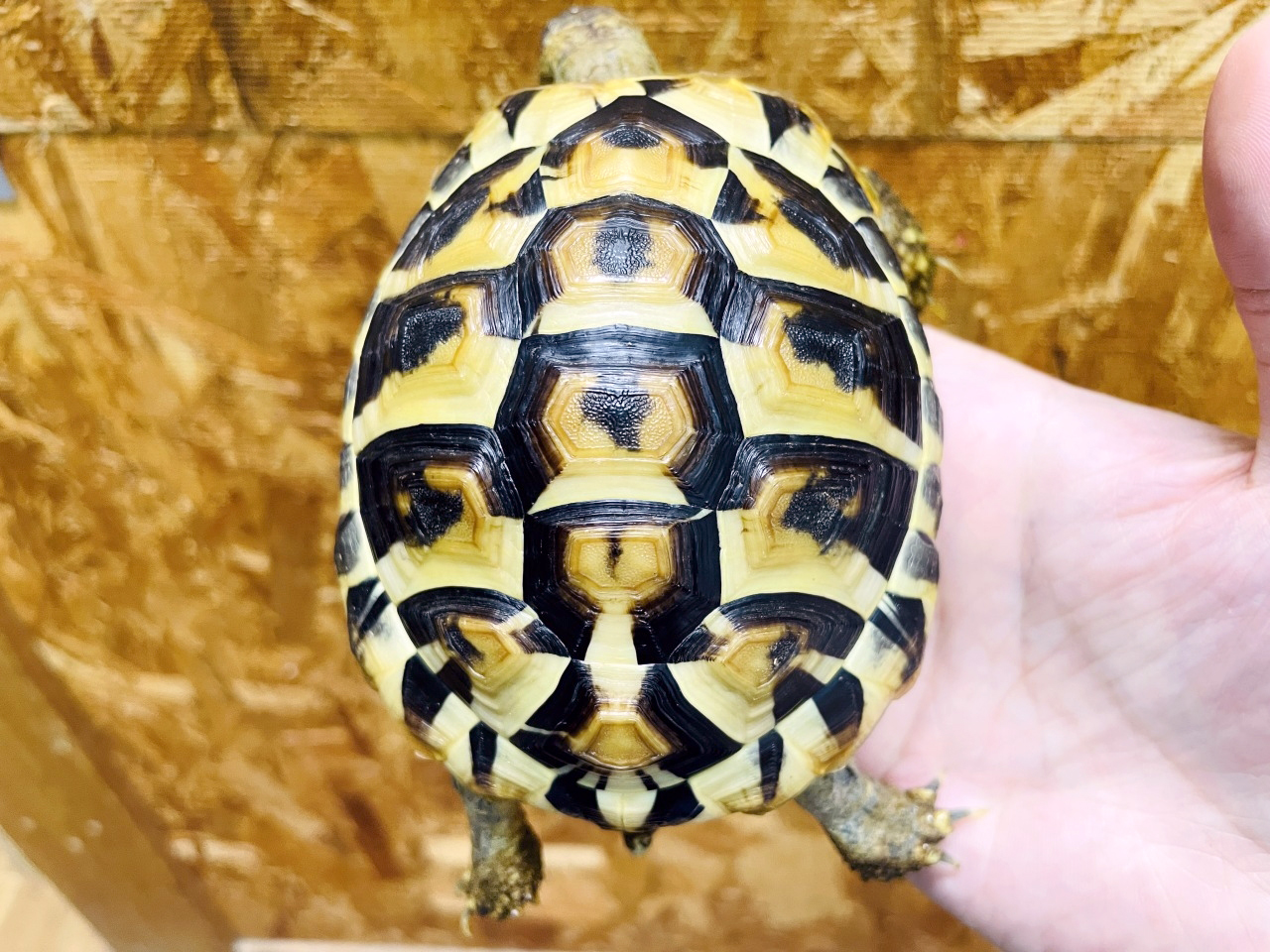 ヒガシヘルマンリクガメ(9)