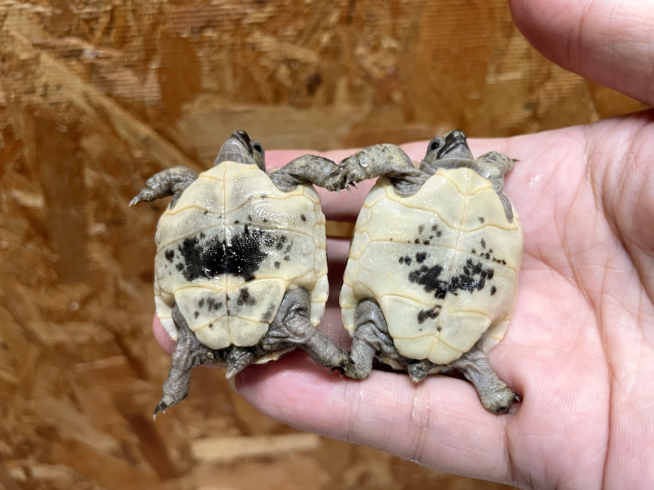イベラギリシャリクガメ(11)